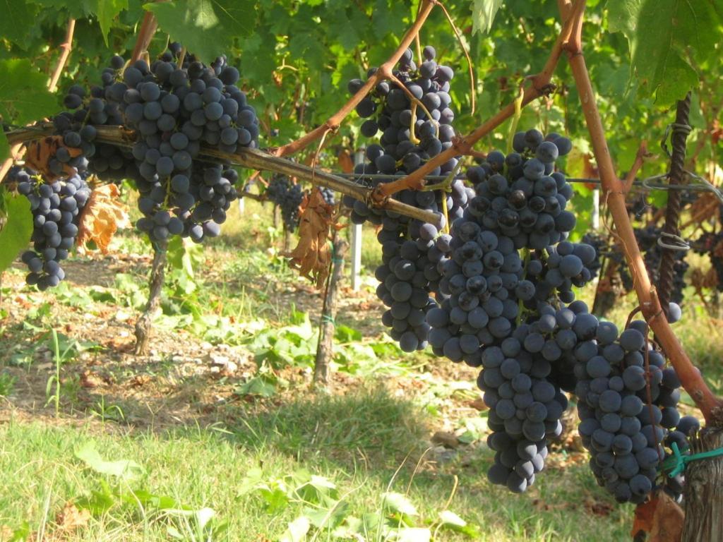 Fattoria Di Rignana Winery Bnb Греве ин Кианти Екстериор снимка